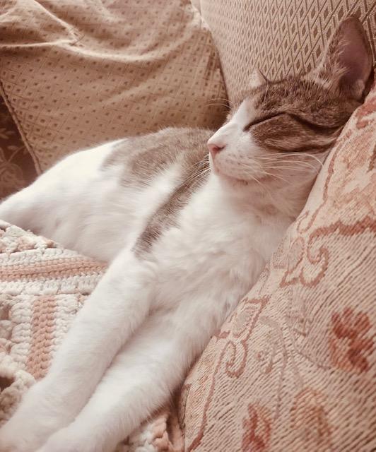 Enlarge Harvey, a ADOPTABLE American Shorthair in Bertram, TX image 1/3