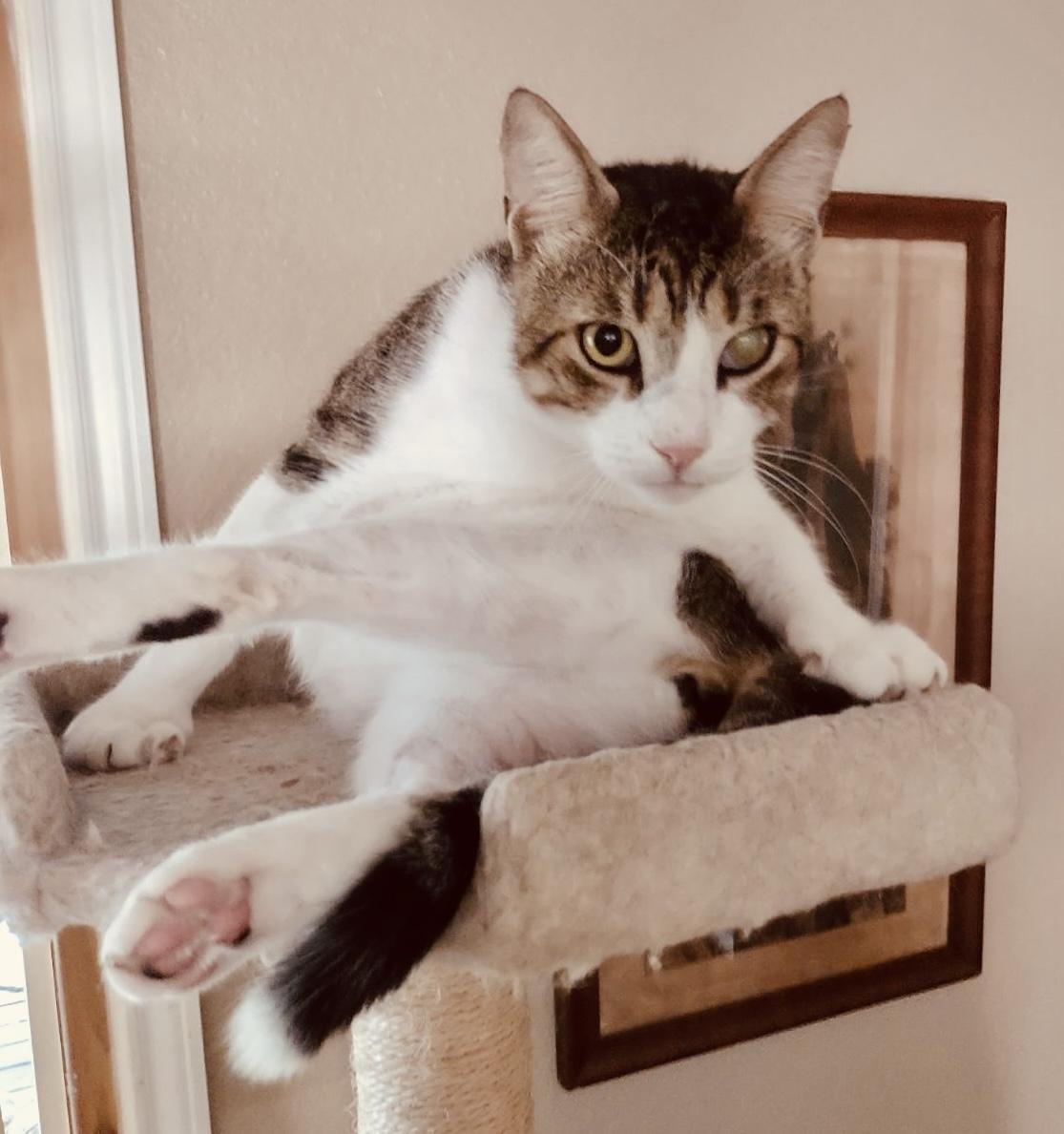 Enlarge Harvey, a ADOPTABLE American Shorthair in Bertram, TX image 3/3