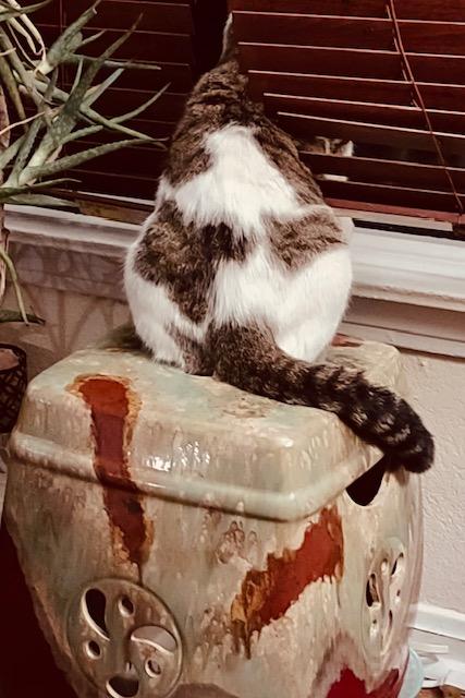 Enlarge Harvey, a ADOPTABLE American Shorthair in Bertram, TX image 2/3