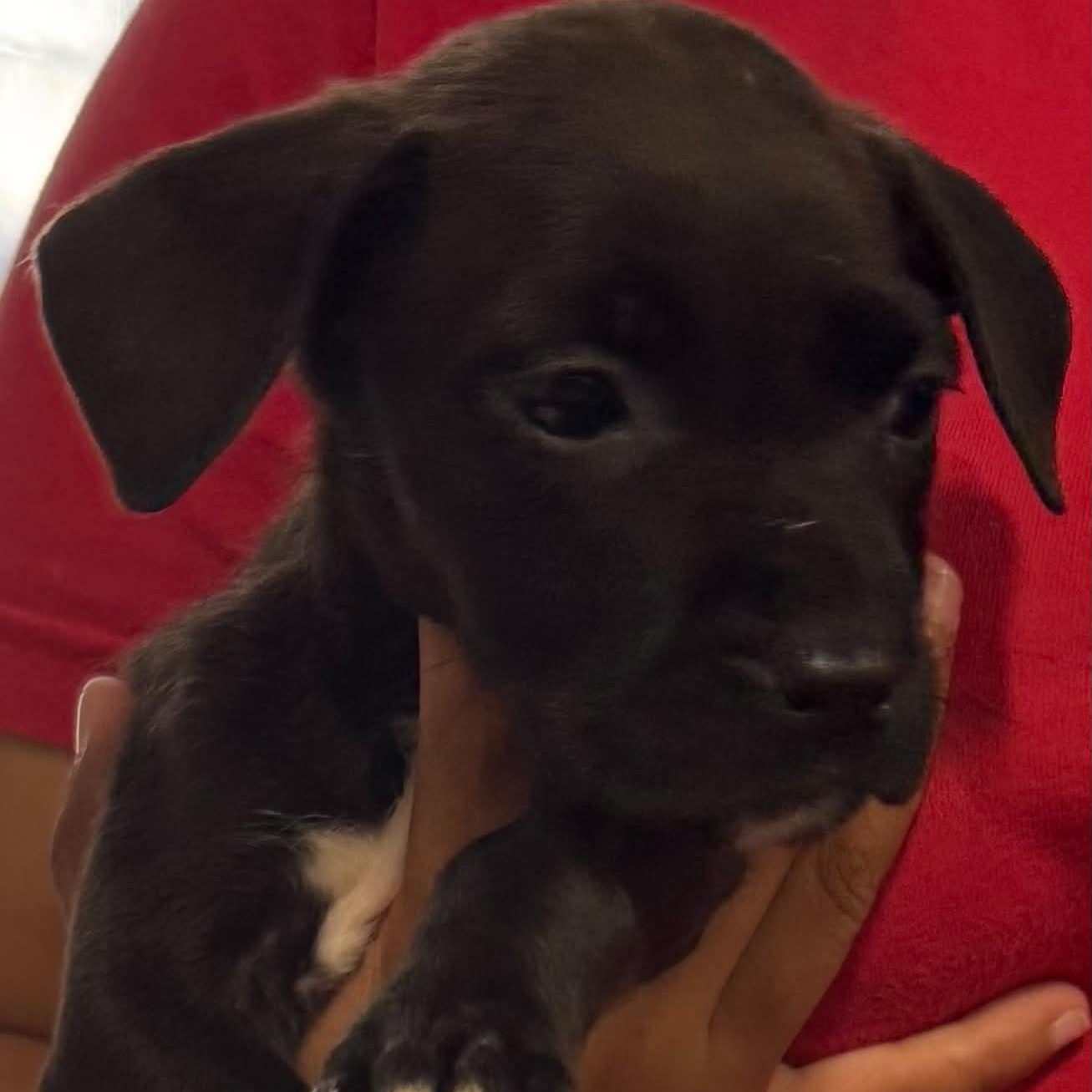 Enlarge Jayjay, a Adoptable mixed breed in Clairton, PA image 1/1