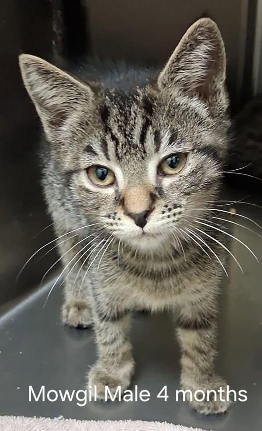 Mowgil, ADOPTABLE, Young Male Domestic Short Hair.