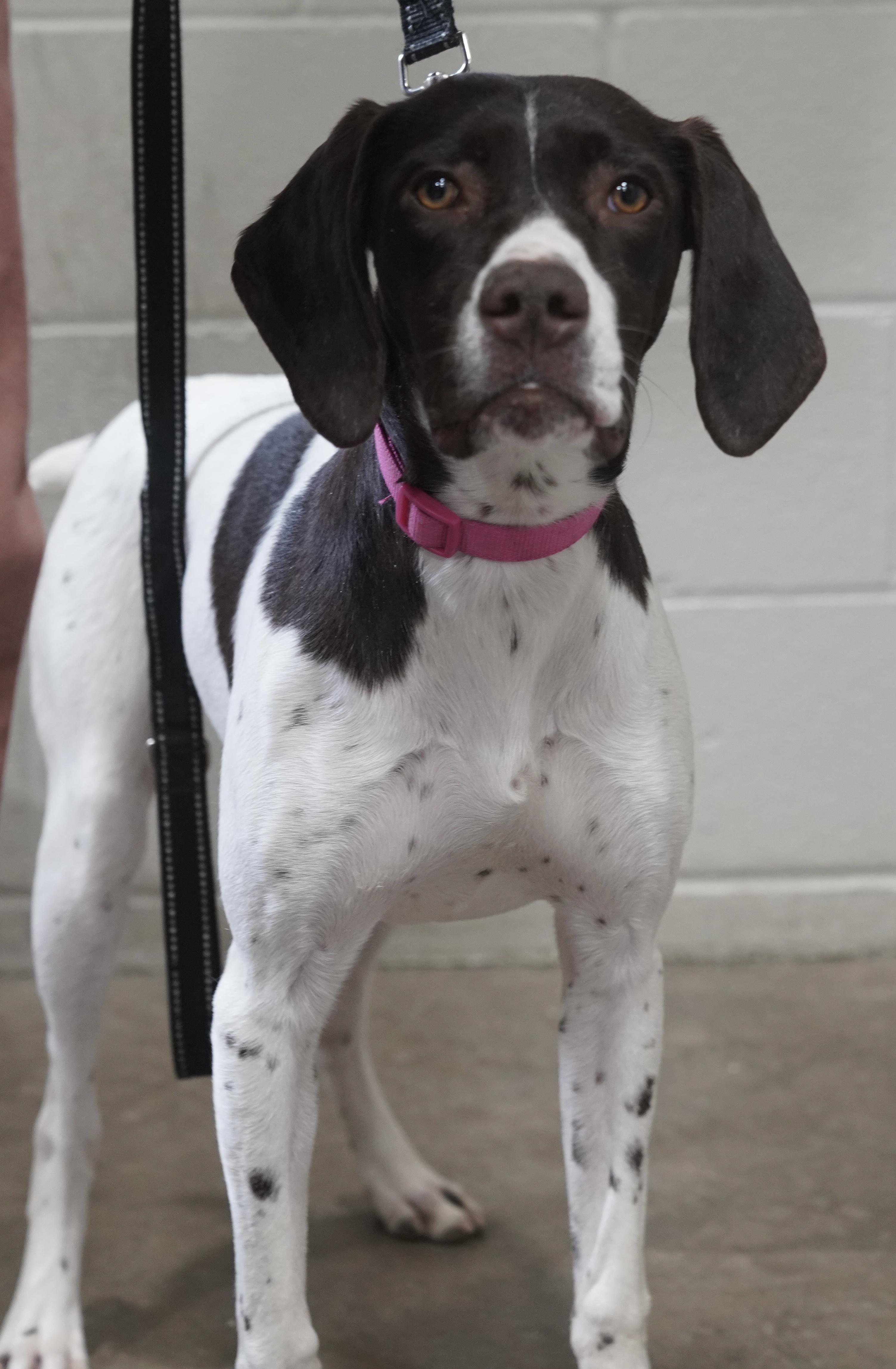 Piper , ADOPTABLE, Young Female German Shorthaired Pointer.