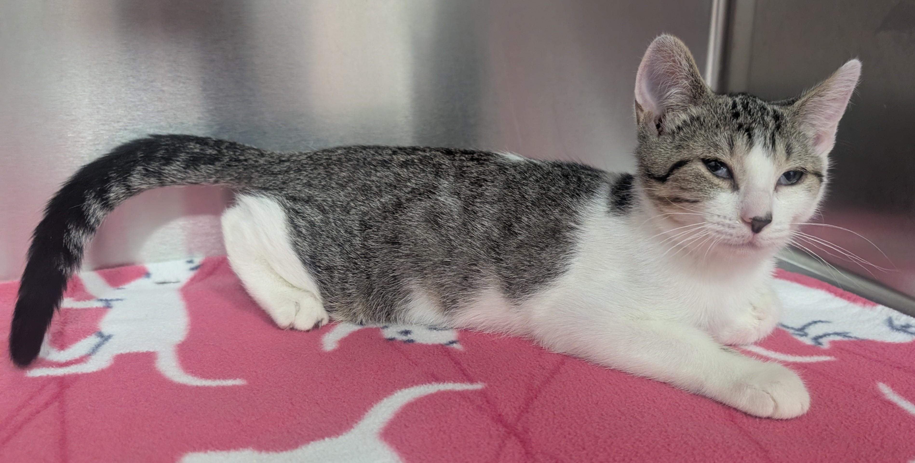 John, adoptable, Young Male Domestic Short Hair.