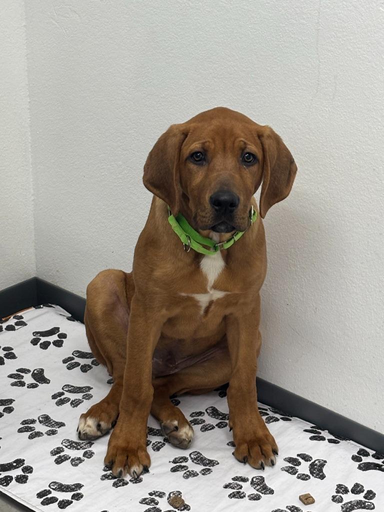 Enlarge Koda, an adopted mixed breed in Oconto, WI image 1/1