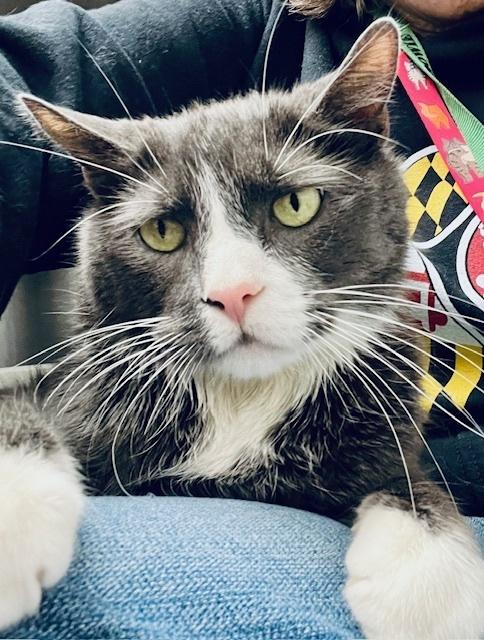 Enlarge Peppa, a Adoptable Domestic Short Hair in Bowie, MD image 1/2