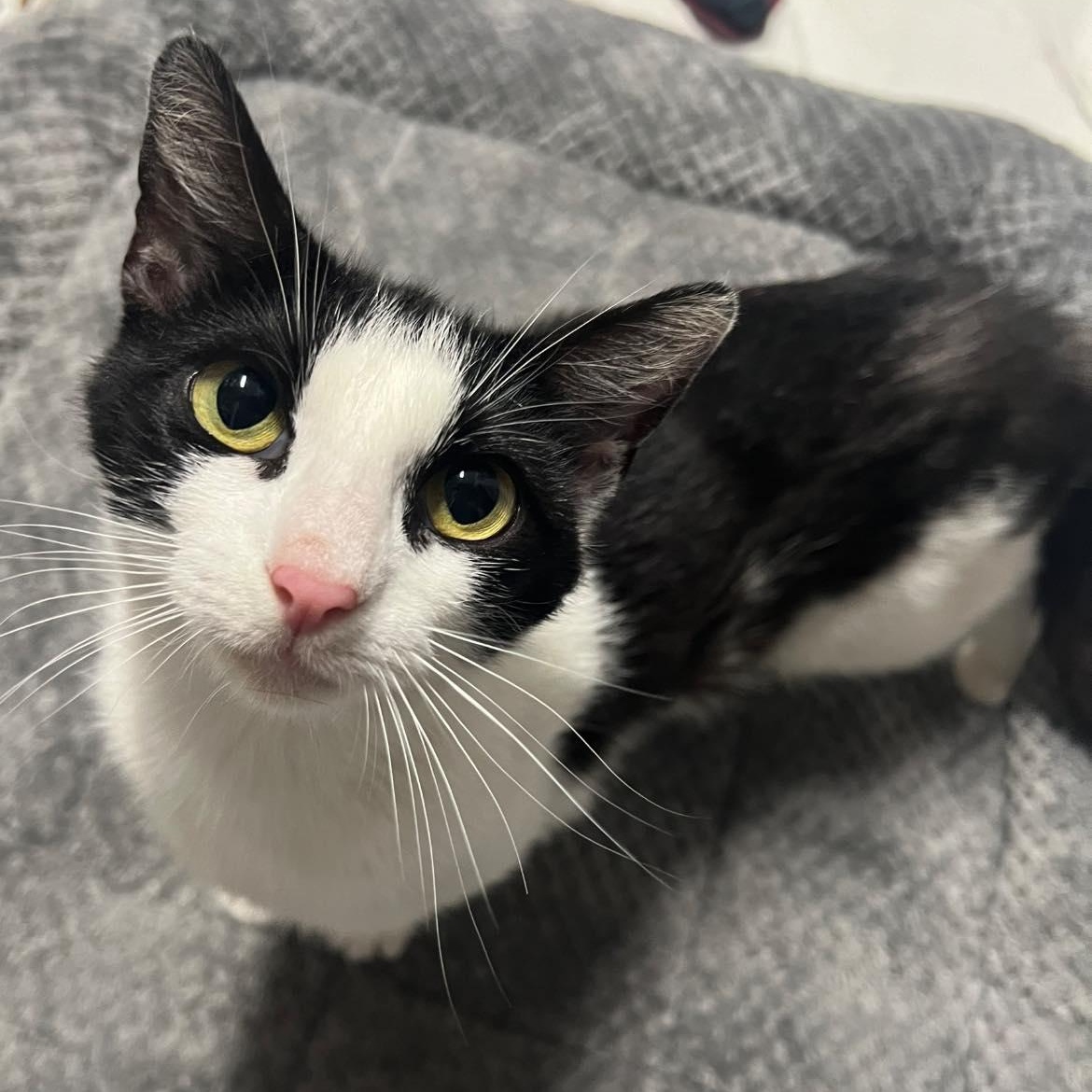 Enlarge Opal, an adopted Domestic Short Hair in jacksonville, FL image 4/5