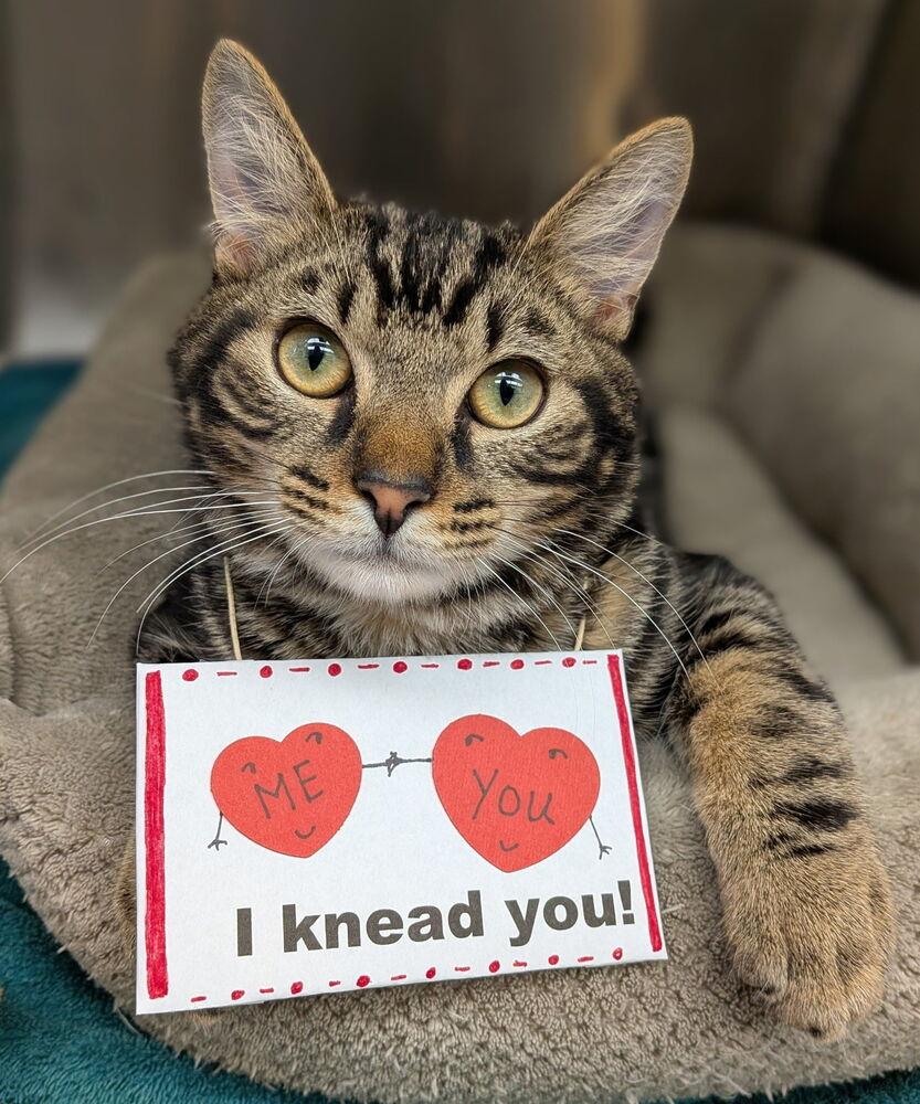 Hawthorne, Adoptable, Kitten Male Domestic Short Hair.