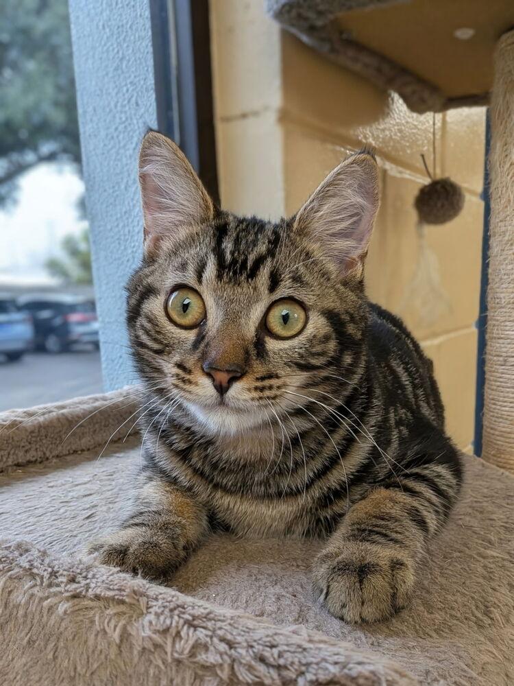 Enlarge Hawthorne, a Adoptable mixed breed in Orlando, FL image 1/6