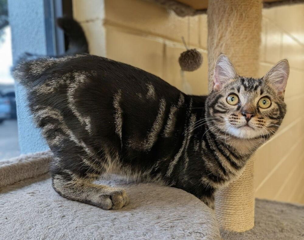 Enlarge Hawthorne, a Adoptable mixed breed in Orlando, FL image 2/6