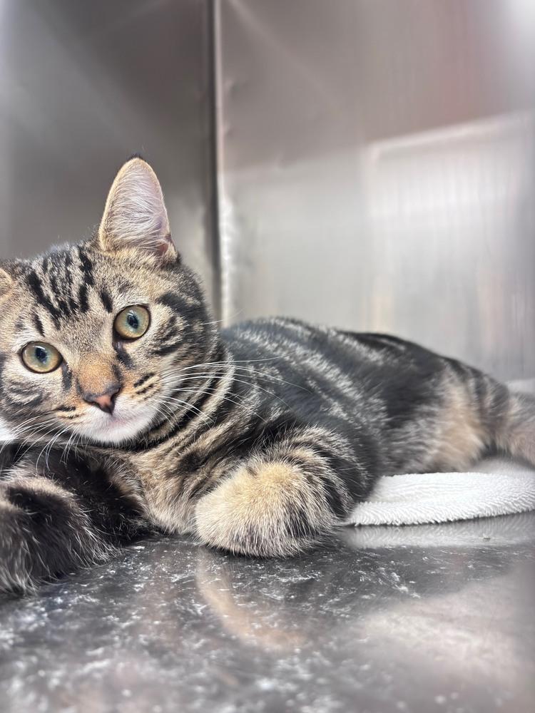 Enlarge Hawthorne, a Adoptable mixed breed in Orlando, FL image 3/6