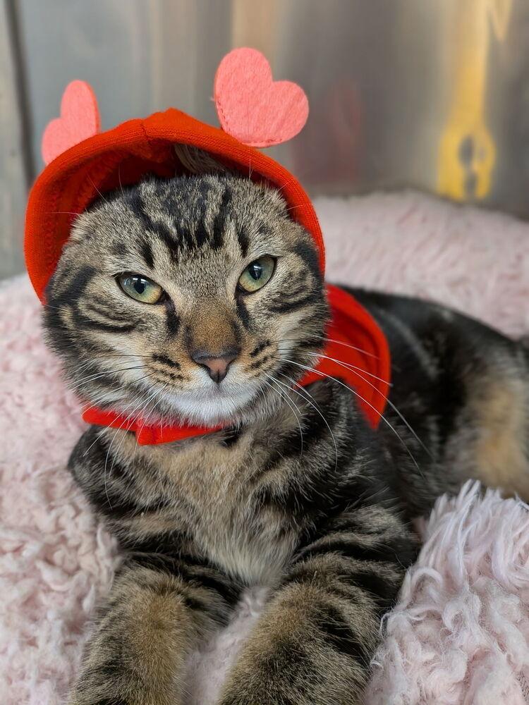 Enlarge Butters (was Hawthorne), a Adoptable mixed breed in Orlando, FL image 2/6