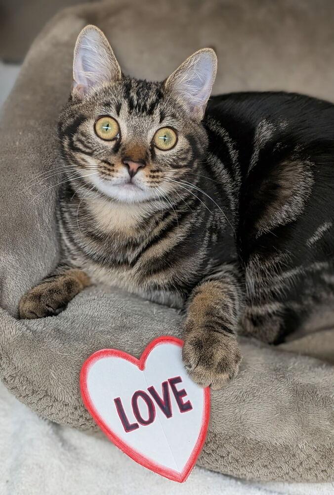 Enlarge Butters (was Hawthorne), a Adoptable mixed breed in Orlando, FL image 3/6