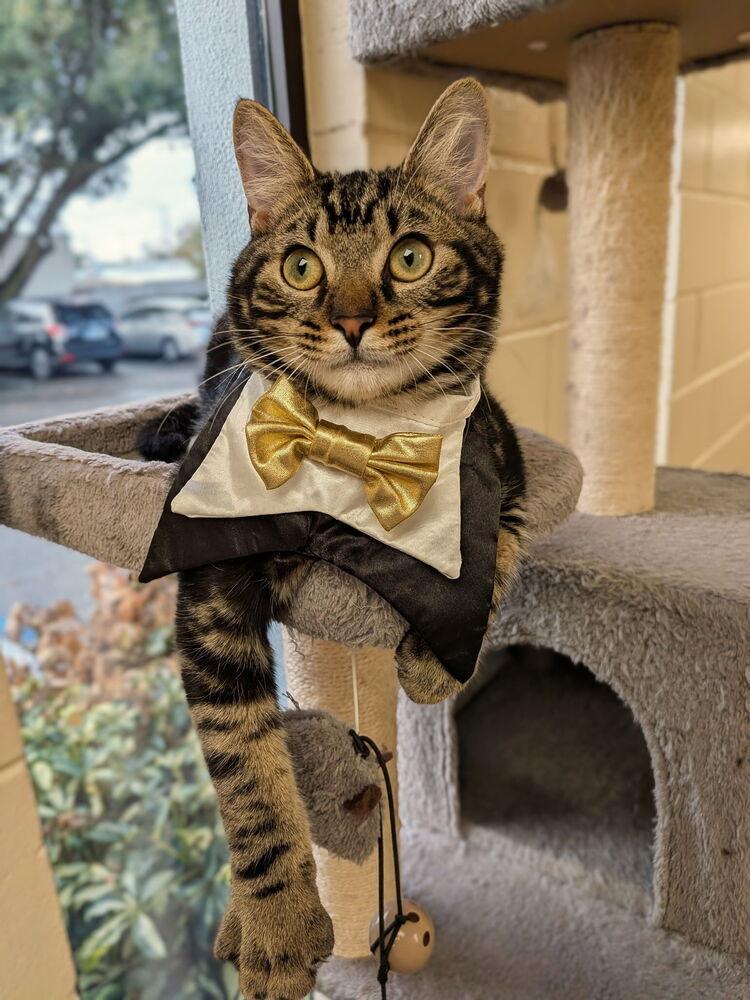 Enlarge Butters (was Hawthorne), a Adoptable mixed breed in Orlando, FL image 4/6