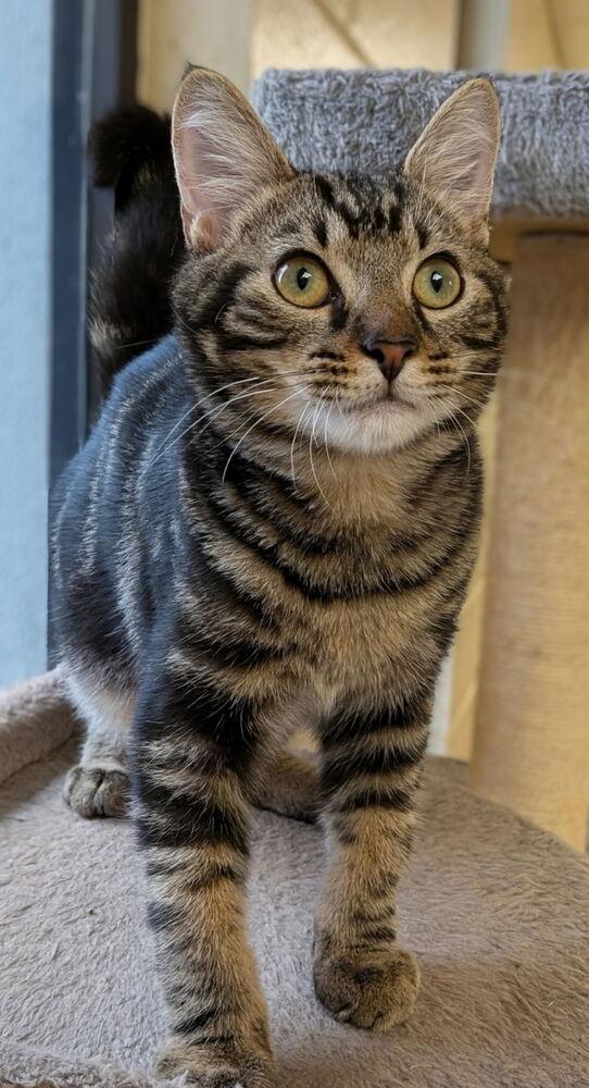 Enlarge Hawthorne, a Adoptable mixed breed in Orlando, FL image 4/6