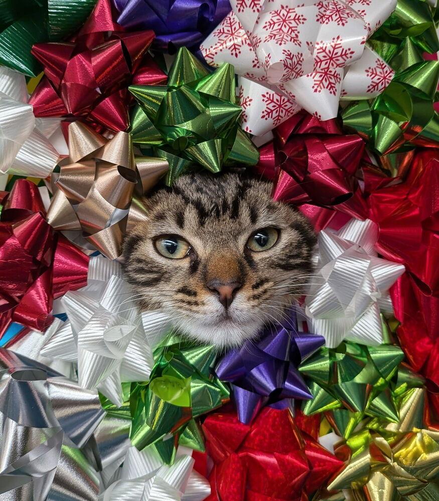 Hawthorne, Adoptable, Kitten Male Domestic Short Hair.