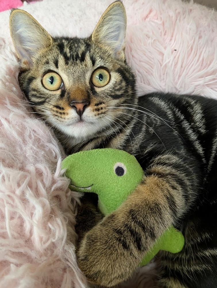 Enlarge Hawthorne, a Adoptable mixed breed in Orlando, FL image 6/6