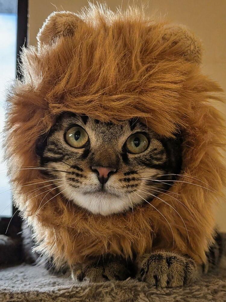 Enlarge Butters (was Hawthorne), a Adoptable mixed breed in Orlando, FL image 6/6