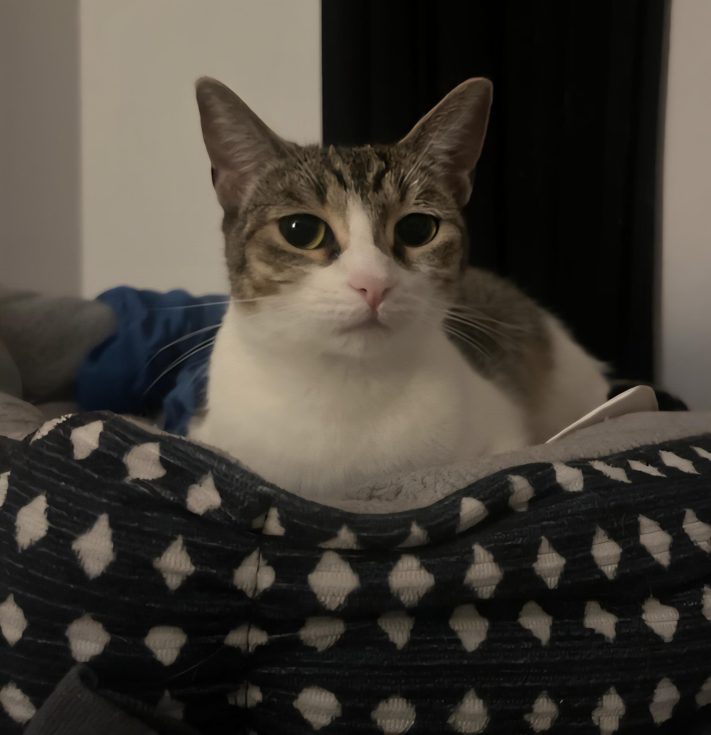 Chica, Adoptable, Adult Female Domestic Short Hair.