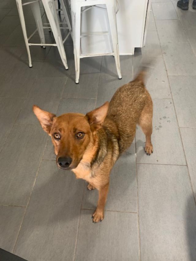 Cocoa, Adoptable, Adult Female Carolina Dog & Shepherd.