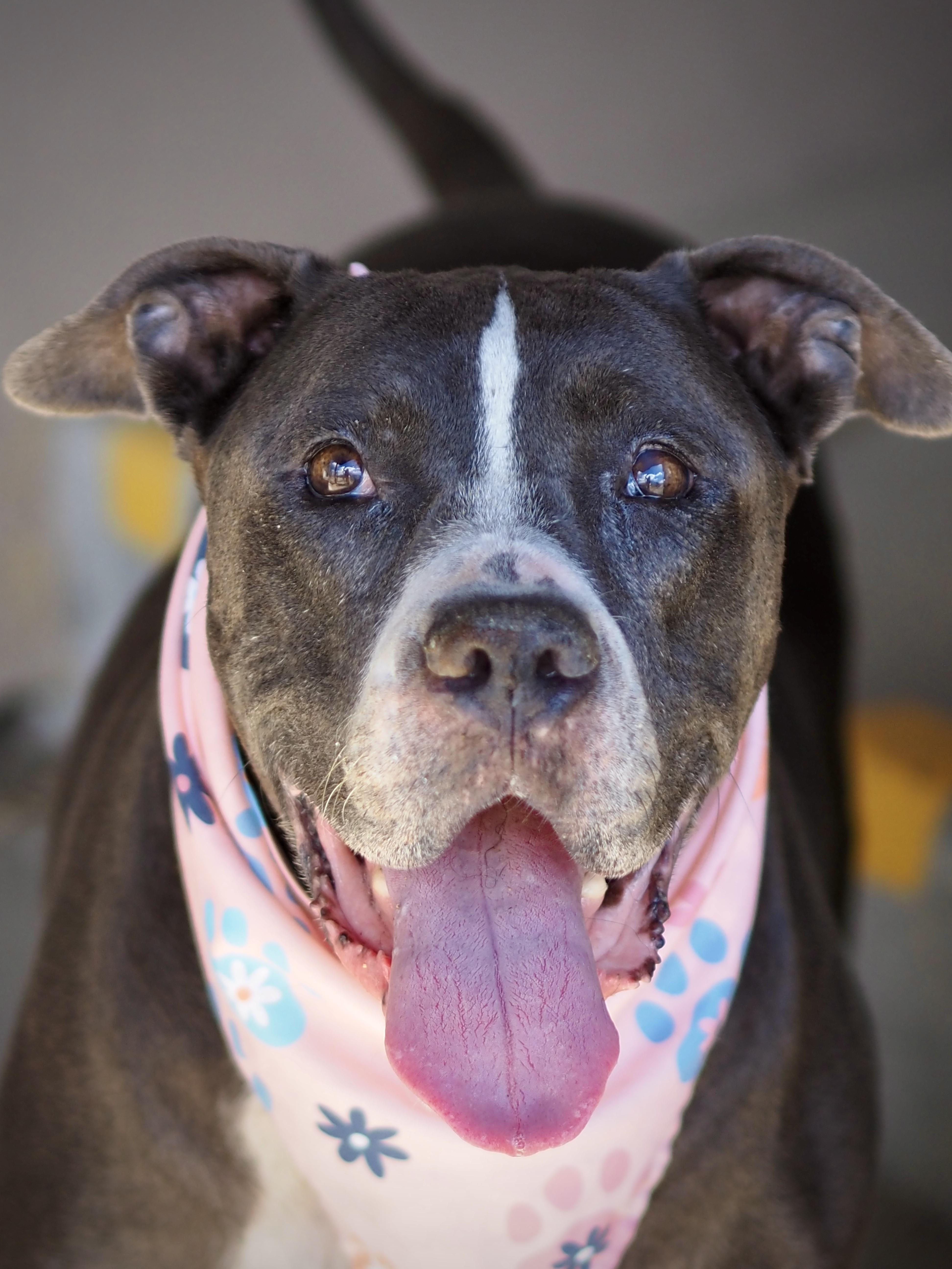 Enlarge Leia, a Adoptable mixed breed in Buena Vista, CO image 2/3