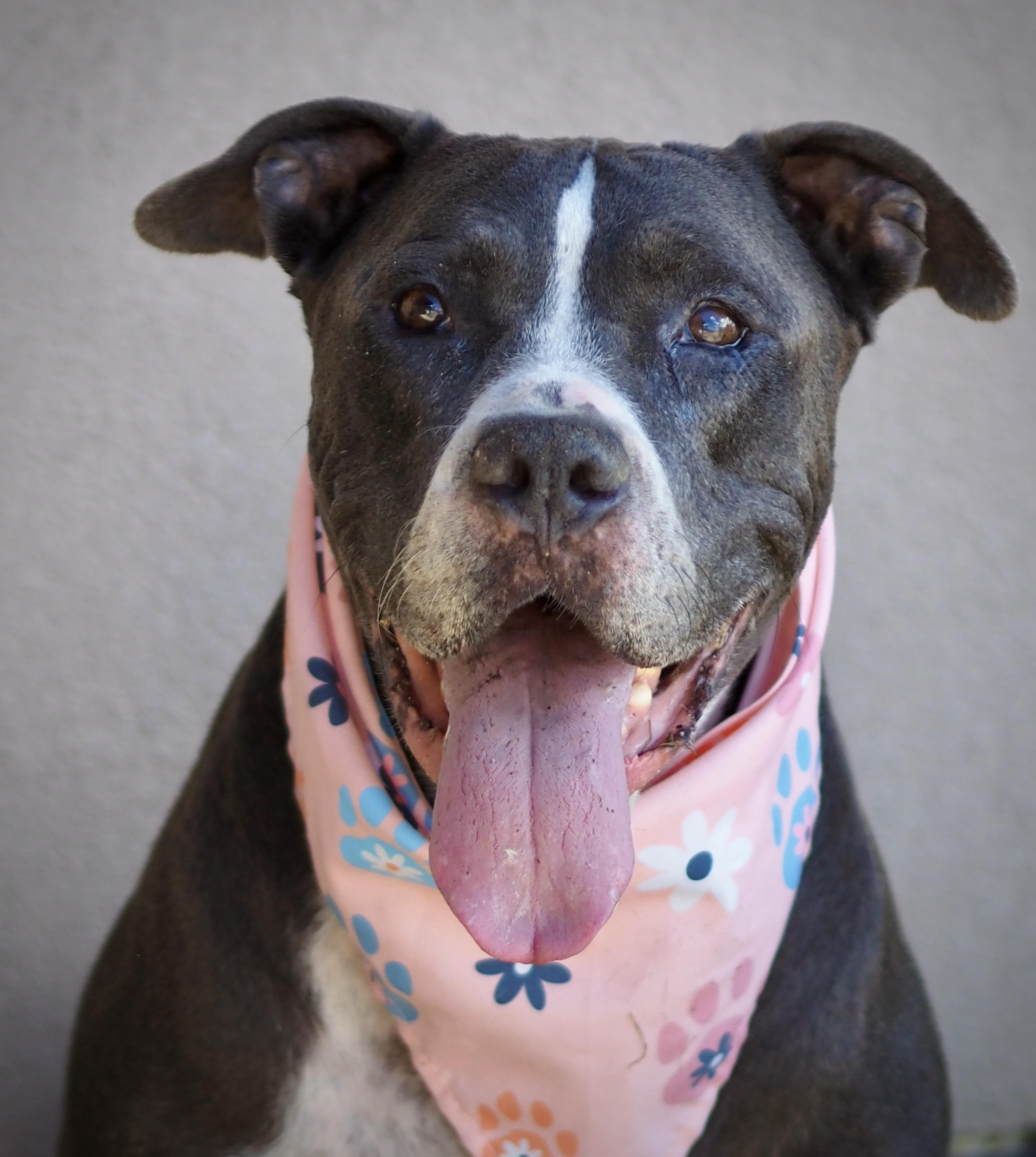 Leia, Adoptable, Adult Female Pit Bull Terrier.