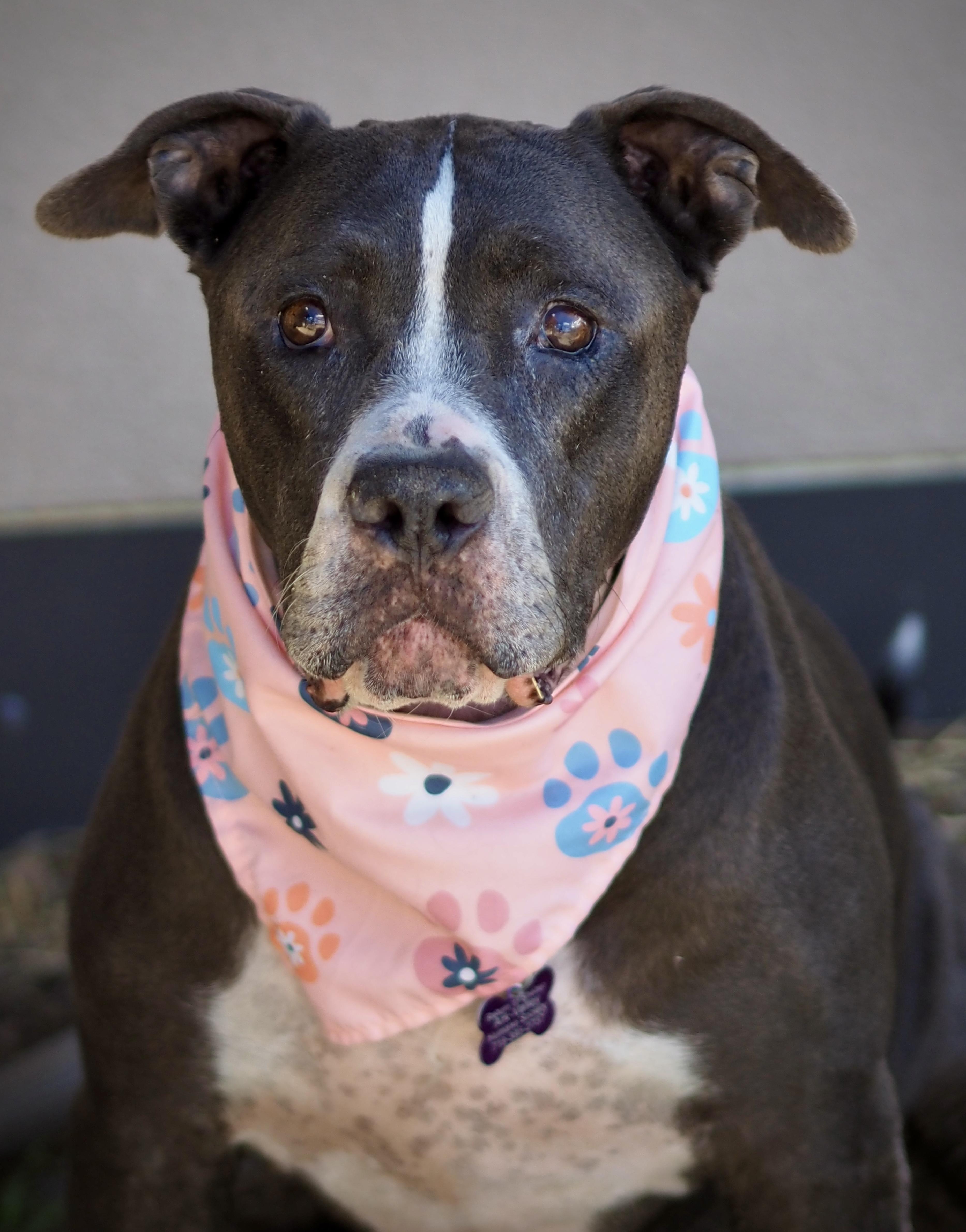 Enlarge Leia, a Adoptable mixed breed in Buena Vista, CO image 3/3