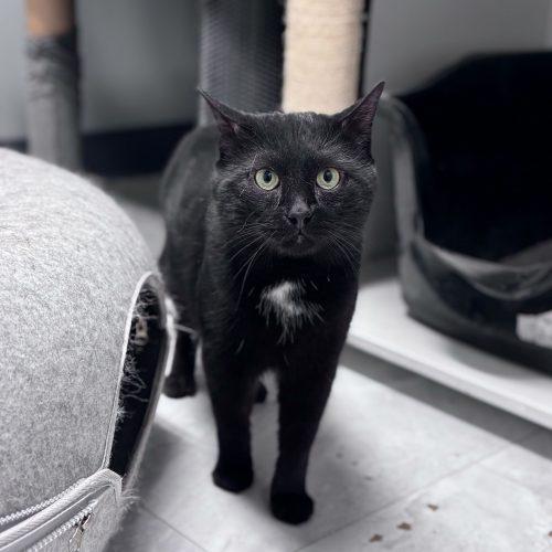 Viktor Petrenko, Adoptable, Young Male Domestic Short Hair.