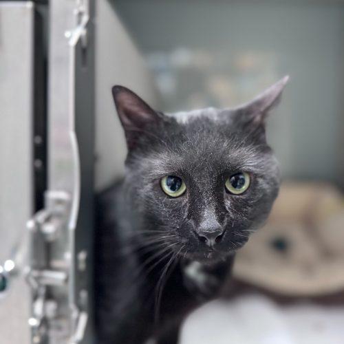 Enlarge Viktor Petrenko, a Adoptable Domestic Short Hair in Toms River, NJ image 2/5