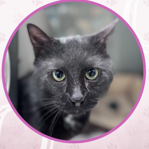 Enlarge Viktor Petrenko, a Adoptable Domestic Short Hair in Toms River, NJ image 3/5