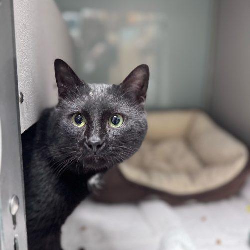 Enlarge Viktor Petrenko, a Adoptable Domestic Short Hair in Toms River, NJ image 4/5