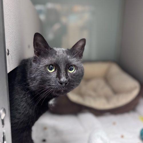 Enlarge Viktor Petrenko, a Adoptable Domestic Short Hair in Toms River, NJ image 5/5