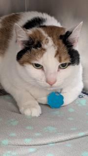 Peaches, adoptable, Adult Female Domestic Short Hair.