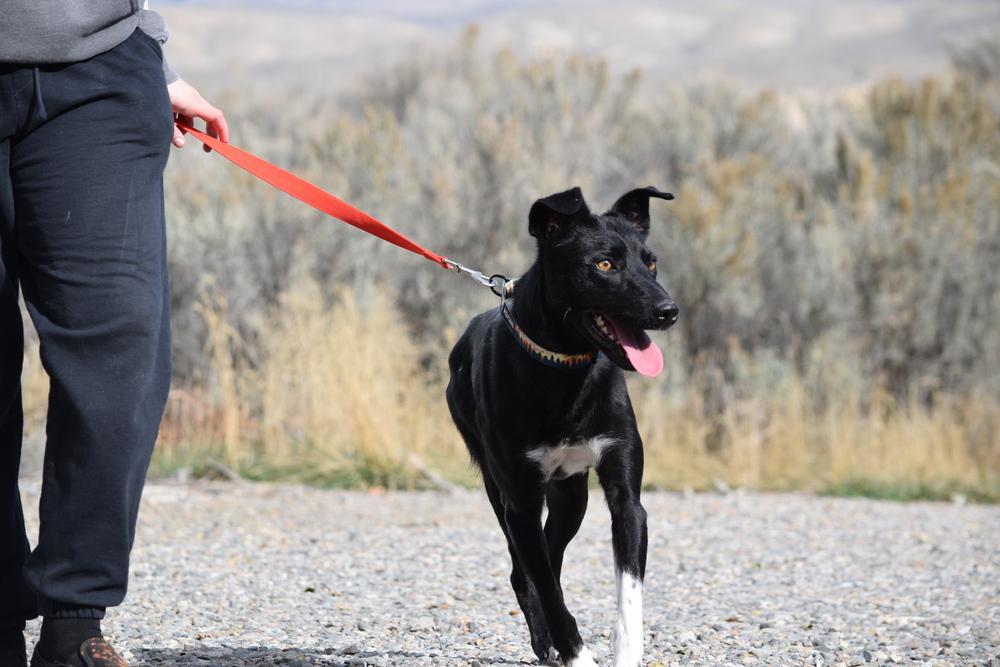 Enlarge Charlie, a Adoptable mixed breed in Salmon, ID image 1/4