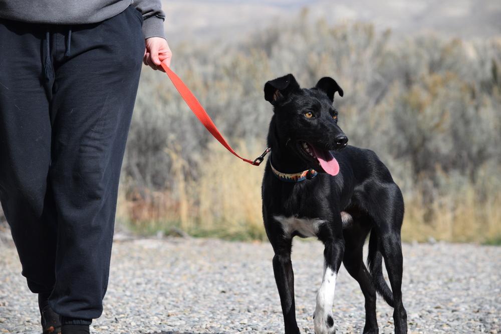 Enlarge Charlie, a Adoptable mixed breed in Salmon, ID image 2/4