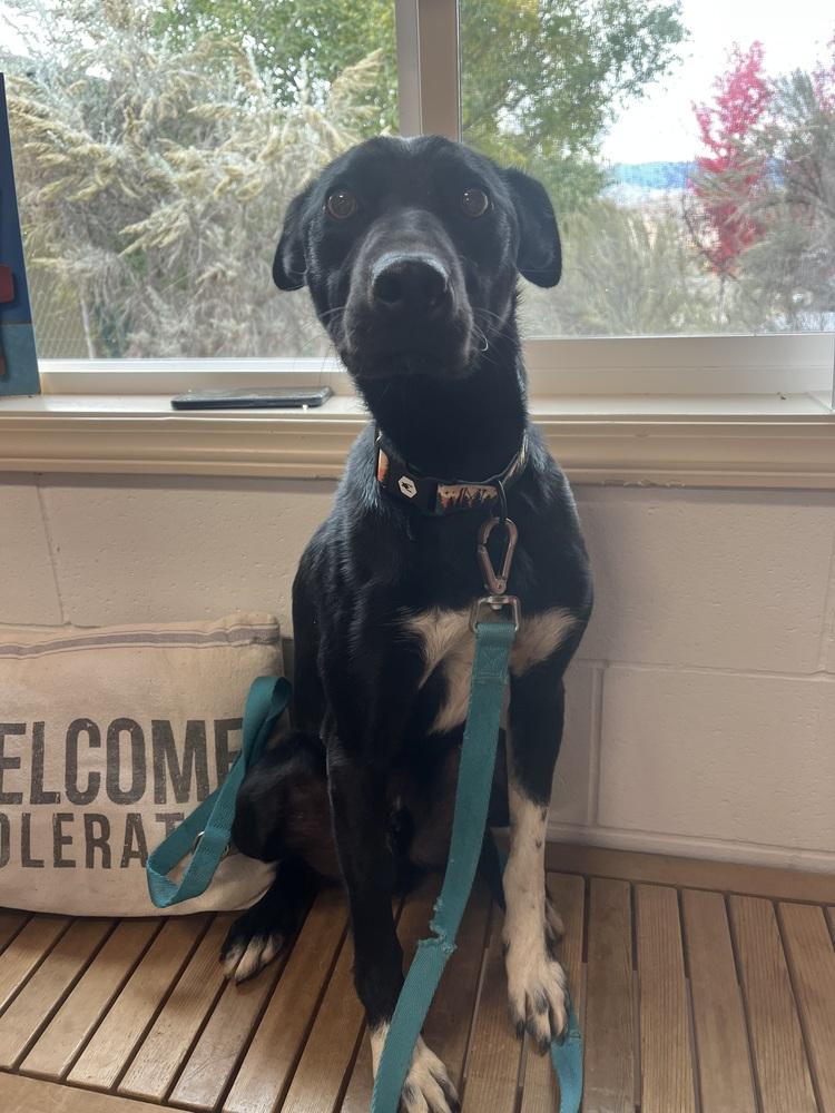 Enlarge Charlie, a Adoptable mixed breed in Salmon, ID image 3/4