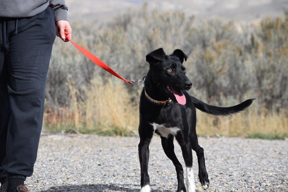 Enlarge Charlie, a Adoptable mixed breed in Salmon, ID image 4/4