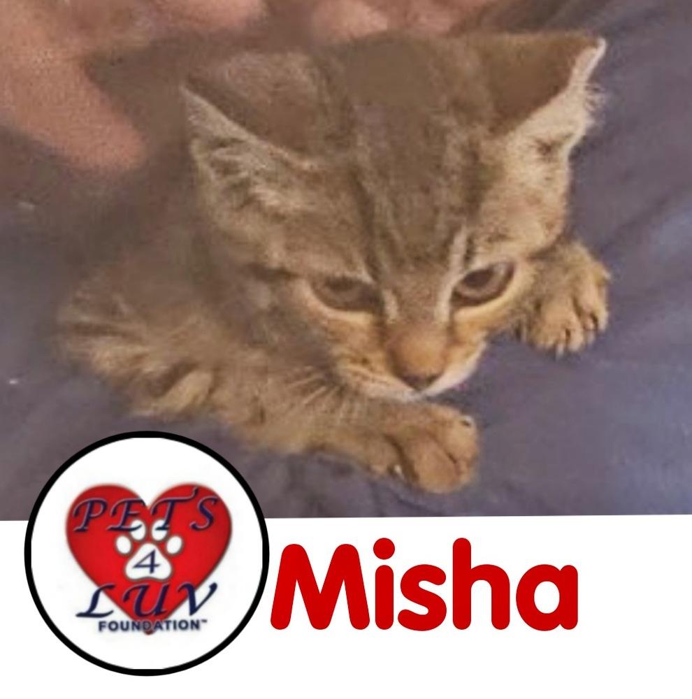 Enlarge Misha, a Adoptable mixed breed in Westbury, NY image 1/2