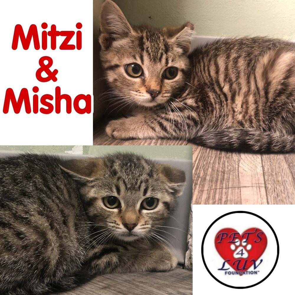 Enlarge Misha, a Adoptable mixed breed in Westbury, NY image 2/2