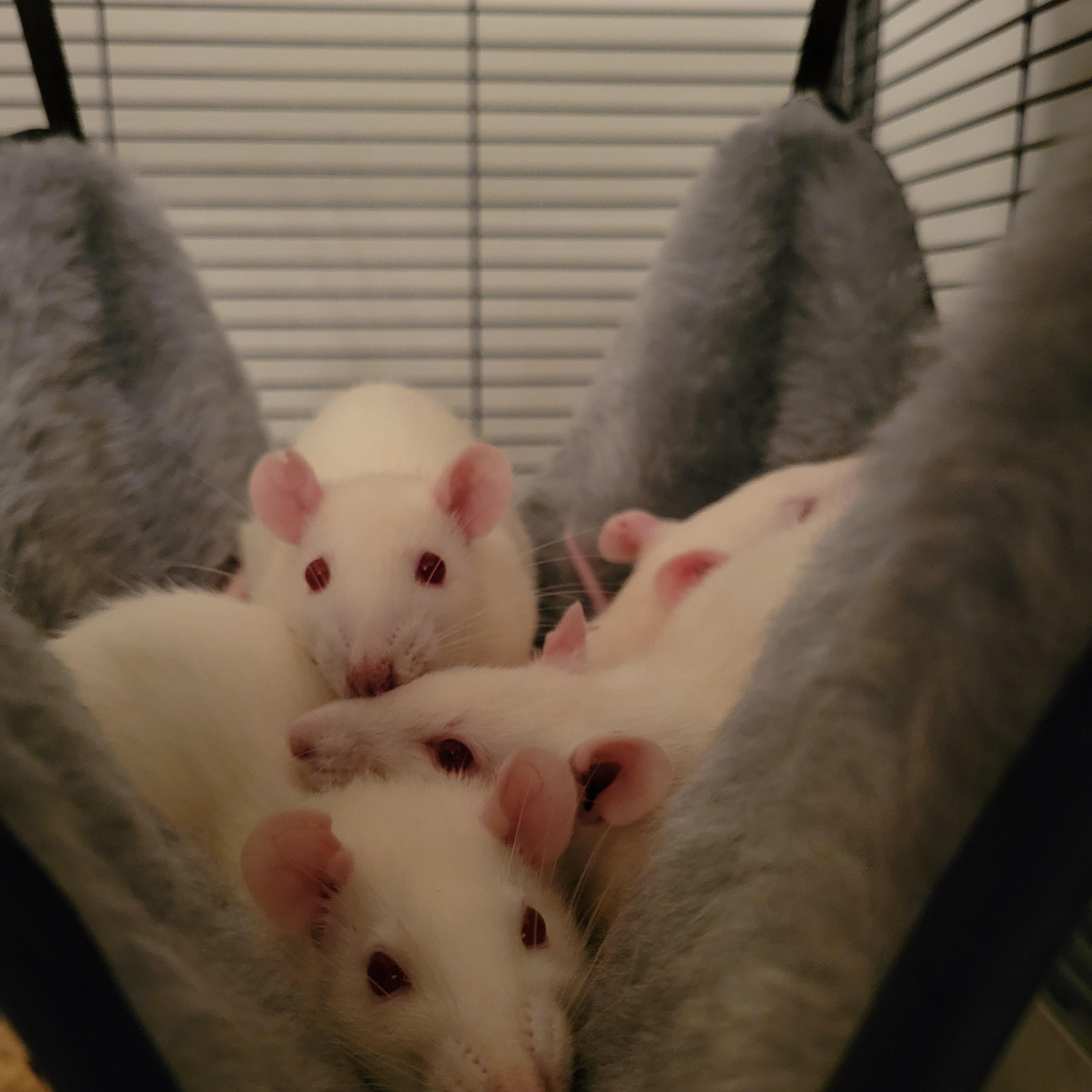 Enlarge Male Rats, a Adoptable Rat in Bothell, WA image 2/2