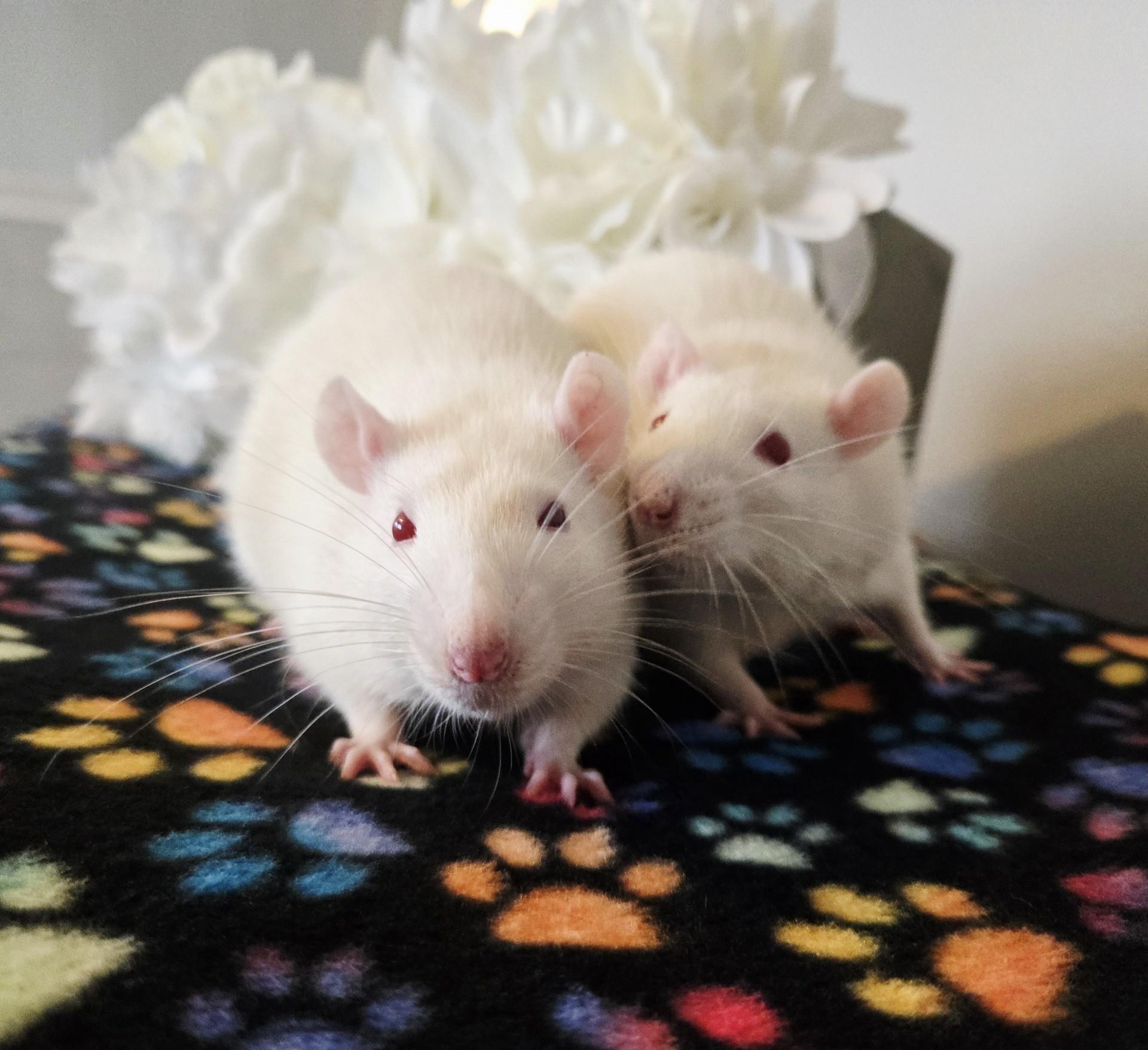Terry and Tucker, Adoptable, Adult Male Rat.