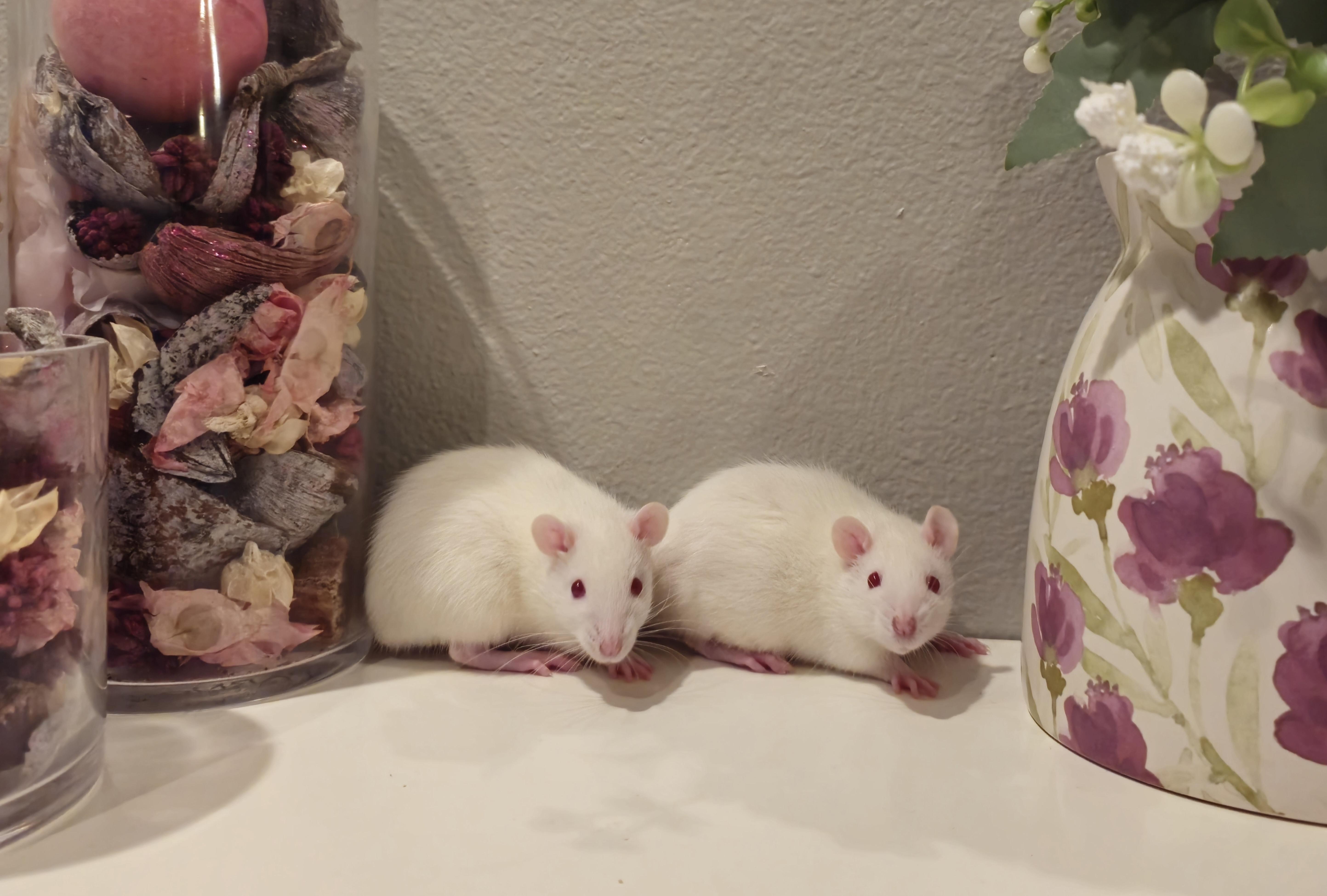 Male Rats, Adoptable, Young Male Rat.