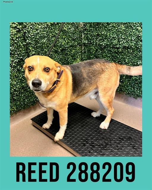 REED, Adoptable, Adult Male Mixed Breed.