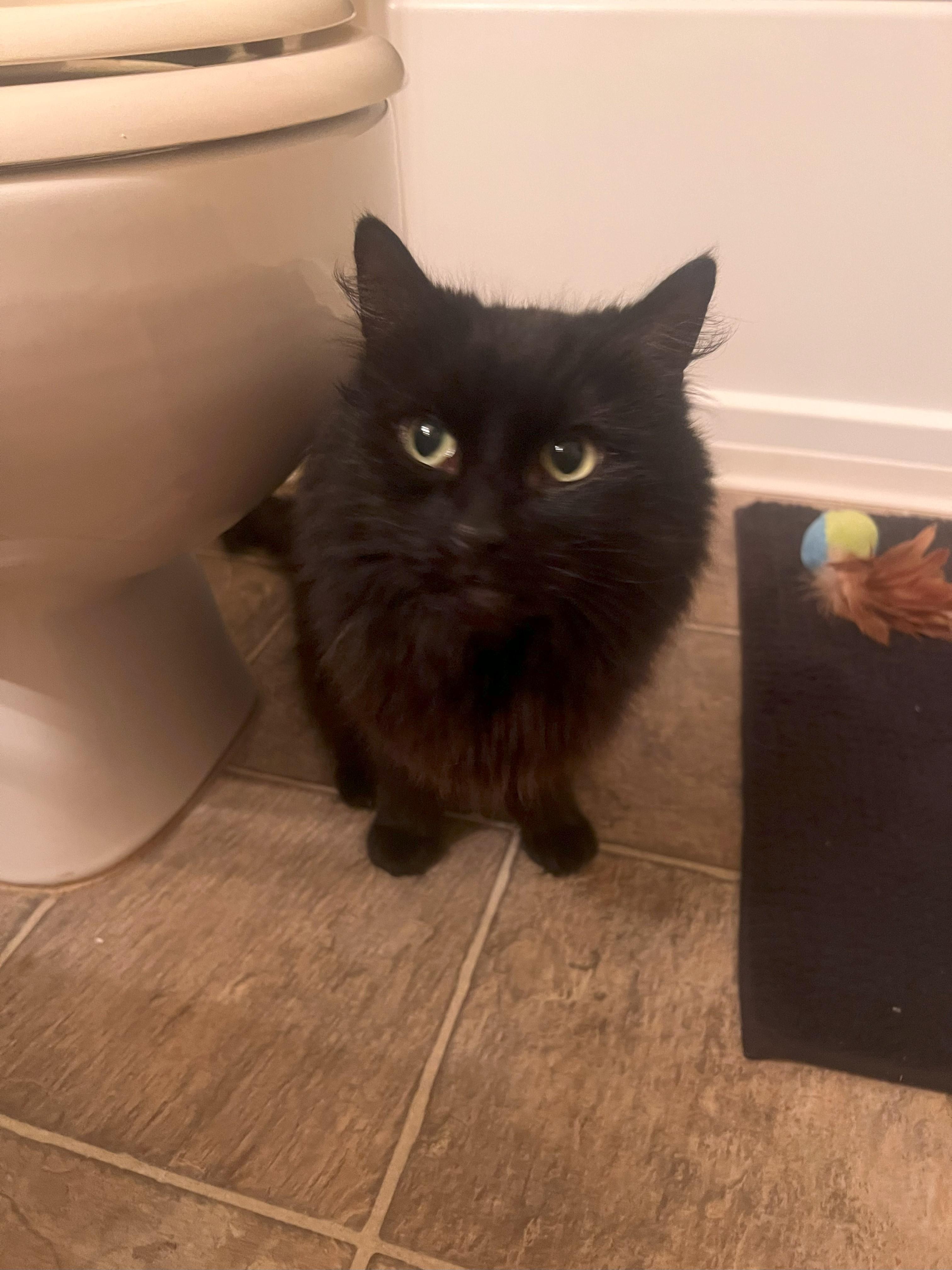 Laidan (female), Senior Female Domestic Medium Hair