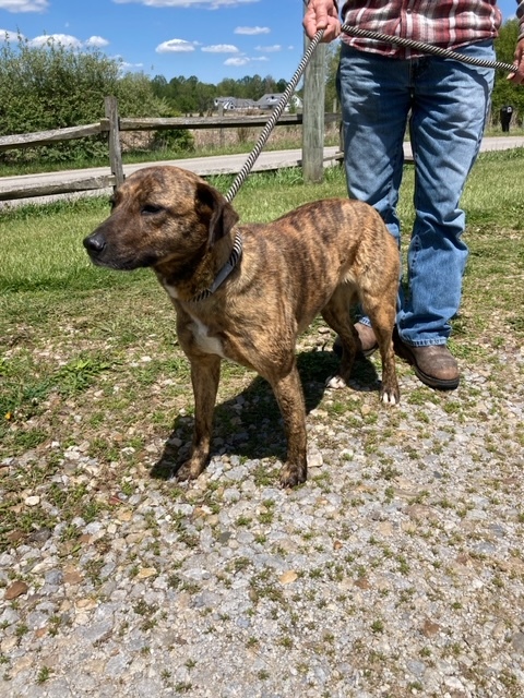 Brandy, a Adopted mixed breed in Vallonia, IN image 2/2