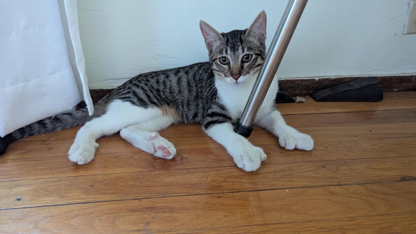 Tyson, Adoptable, Kitten Male Domestic Short Hair.