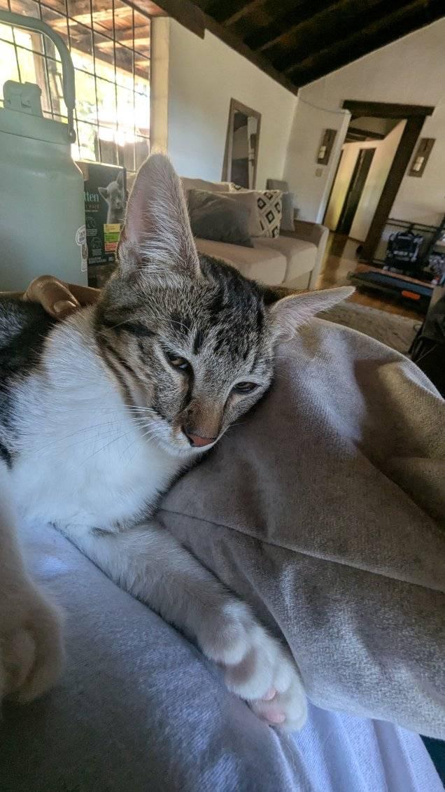 Enlarge Tyson, a Adoptable Domestic Short Hair in San Jose, CA image 4/4