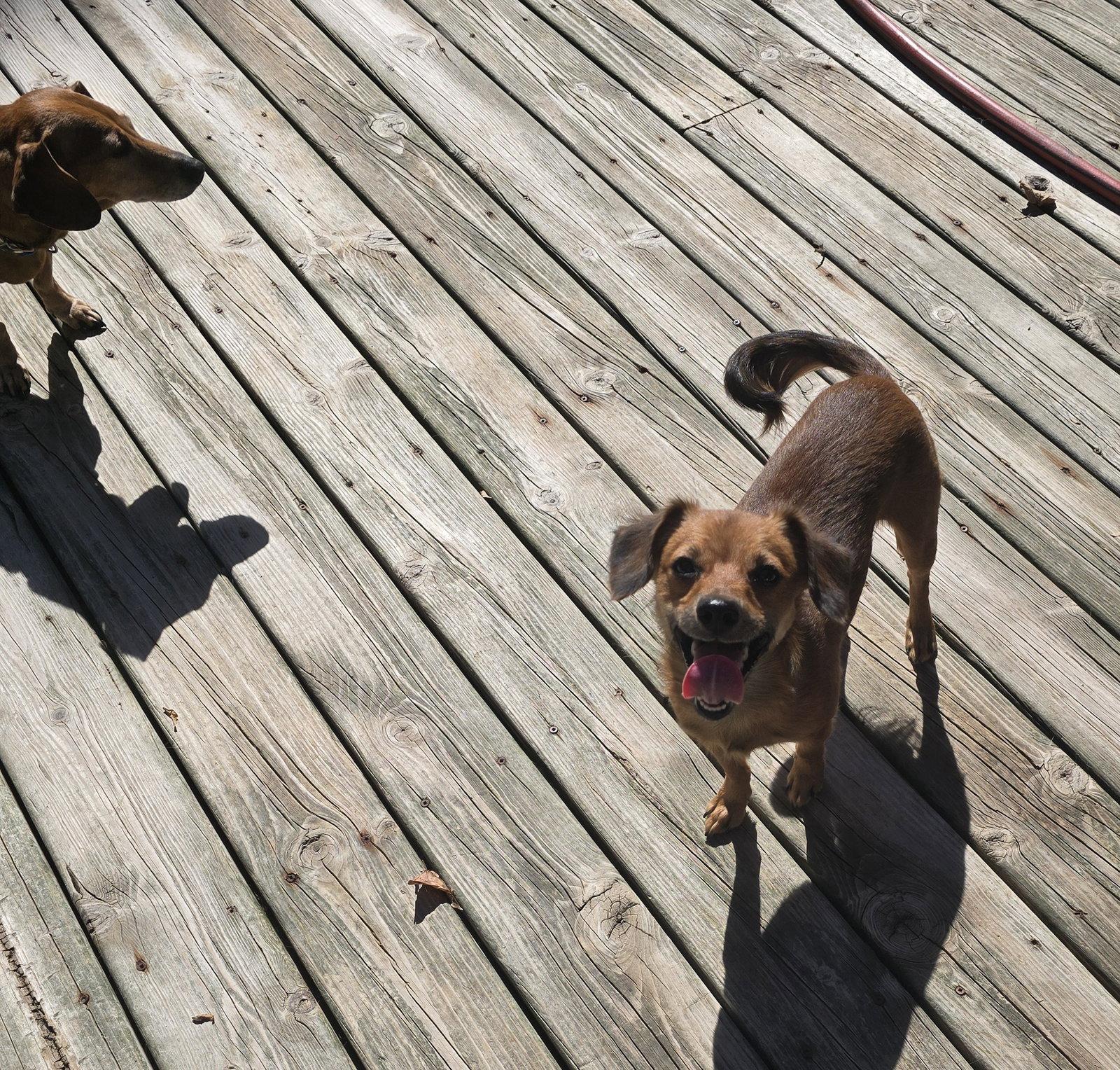 Papa Papi, Adoptable, Young Male Dachshund.