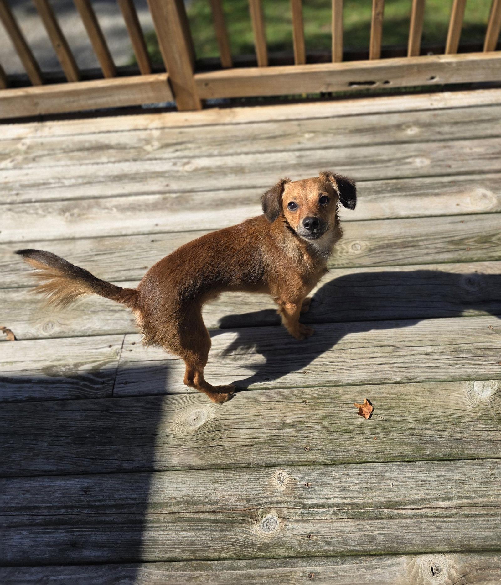 Enlarge Papa Papi, a Adoptable Dachshund in Columbus, IN image 2/3
