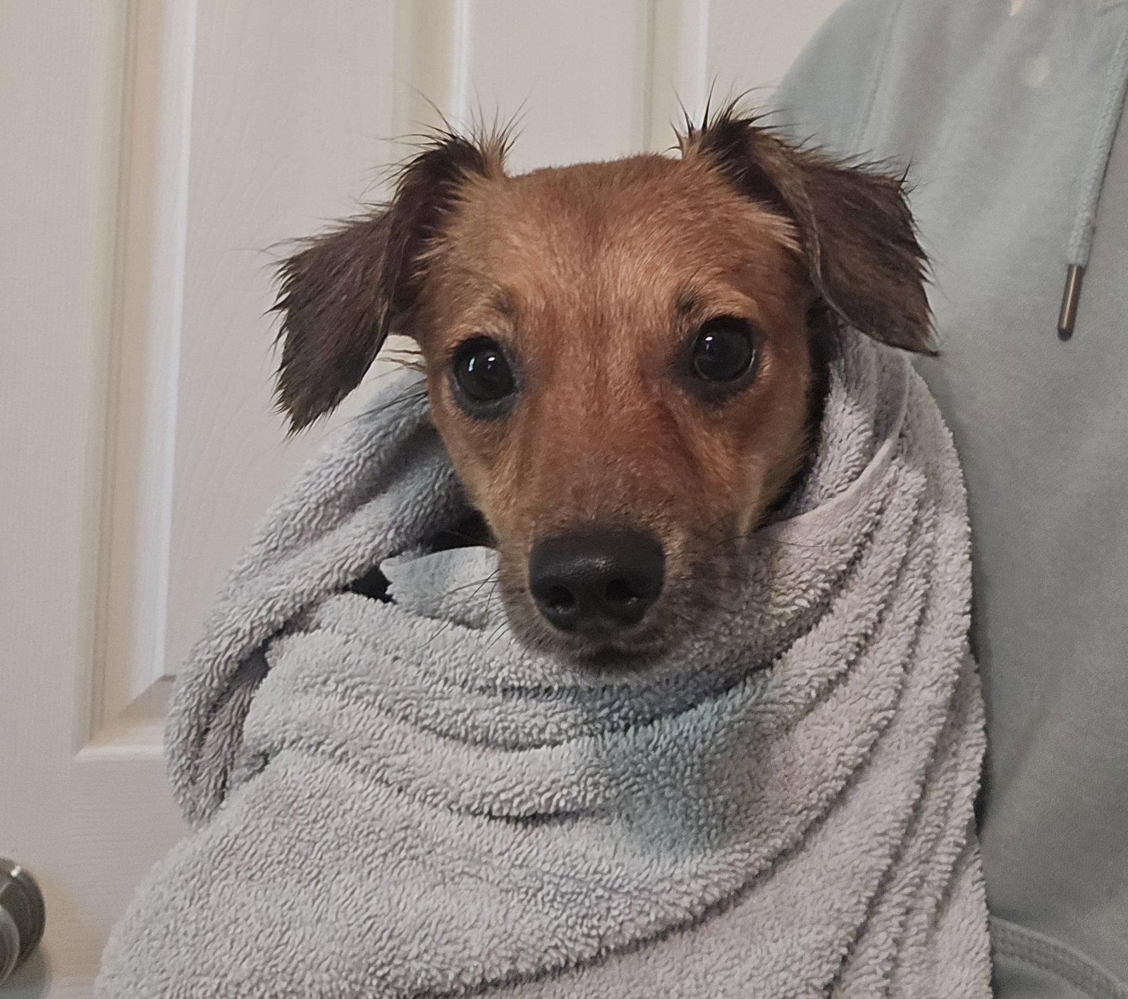 Enlarge Papa Papi, a Adoptable Dachshund in Columbus, IN image 3/3