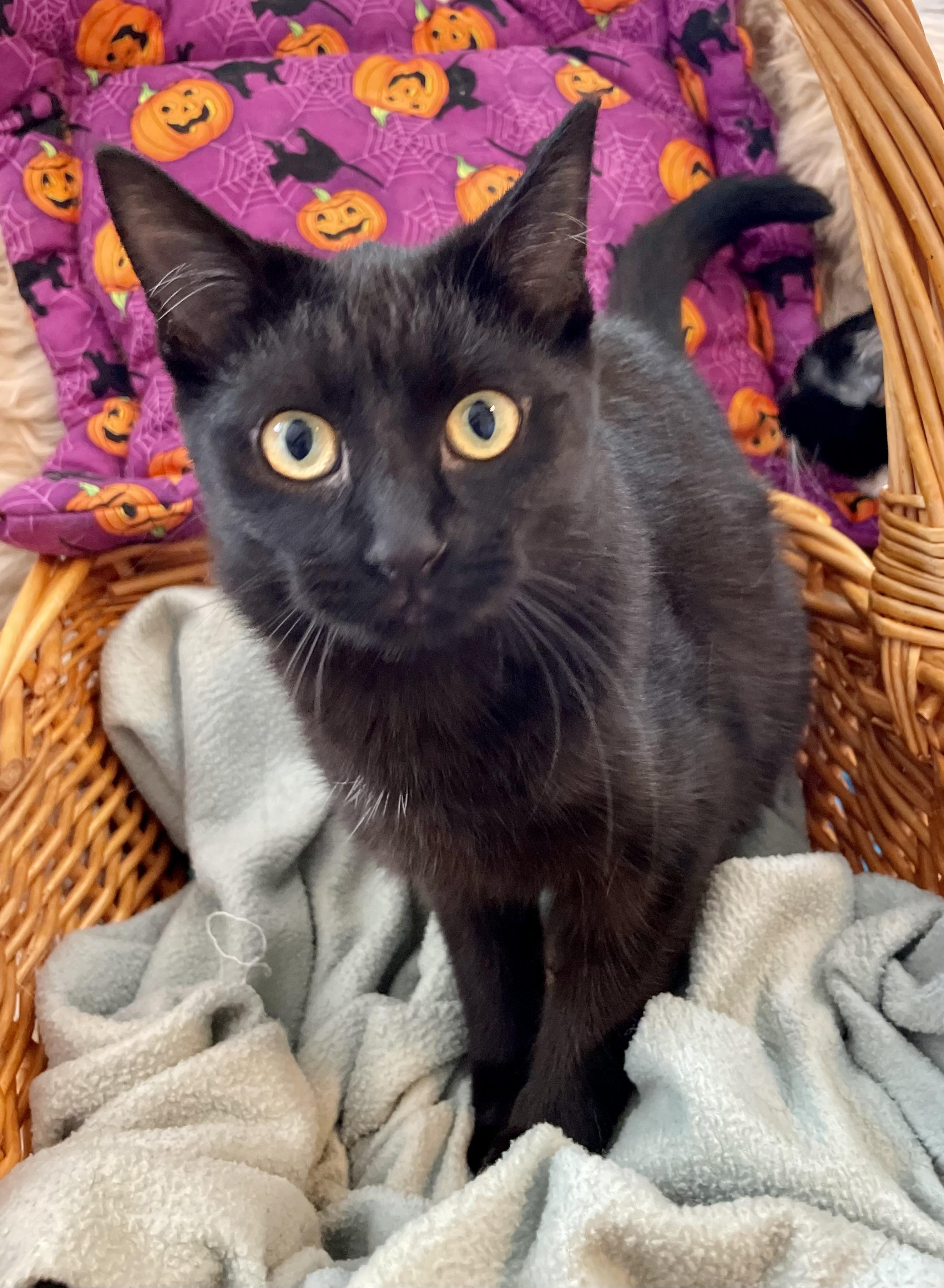 Cece, Adopted, Kitten Female Domestic Short Hair.